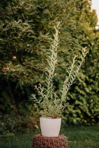 wierzba-czarna-salix-nigra-szybko-rosnace-drzewo-wilgocne-stanowiska-sadzonka-sadzonki-zielona-para-zielonapara