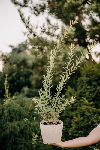 wierzba-babilonska-tortuosa-salix-matsudana-poskrecane-pedy-ozdobne-drzewo-sadzonka-sadzonki-zielona-para-zielonapara