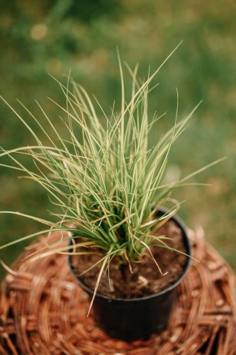 turzyca-japonska-goldband-carex-hachijoensis-zielonozlote-liscie-zimozielona-trawa-sadzonka-sadzonki-zielona-para-zielonapara