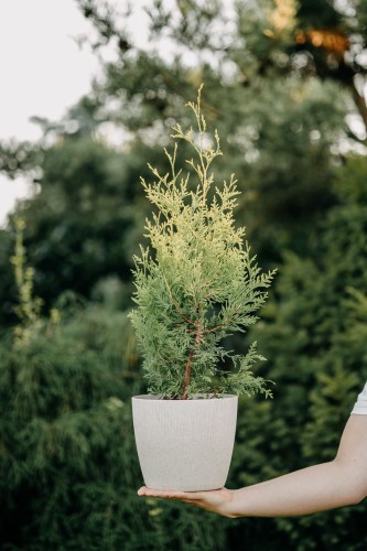 tuja-zachodnia-holmstrup-yellow-thuja-occidentalis-zlotozielony-pokroj-stozkowy-zimozielony-sadzonka-sadzonki-zielona-para-zielonapara