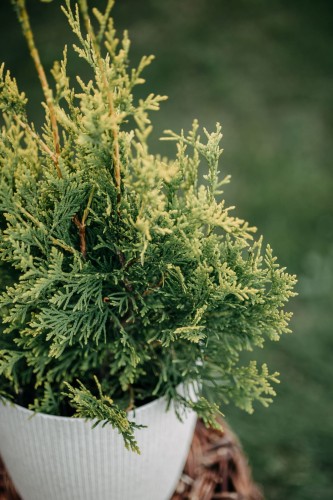 tuja-zachodnia-holmstrup-yellow-thuja-occidentalis-zlotozielony-pokroj-stozkowy-zimozielony-sadzonka-sadzonki-zielona-para-zielonapara
