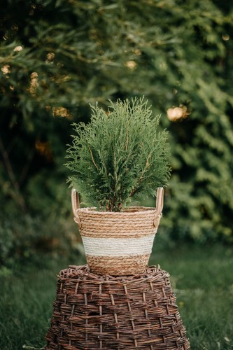 tuja-zachodnia-miky-thuja-occidentalis-miky-sadzonka-zielona-para