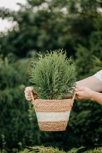 tuja-zachodnia-miky-thuja-occidentalis-miky-sadzonka-zielona-para