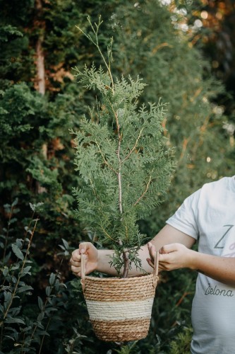 tuja-olbrzymia-can-can-thuja-plicata-gesty-pokroj-soczystozielone-igly-zimozielony-sadzonka-sadzonki-zielona-para-zielonapara