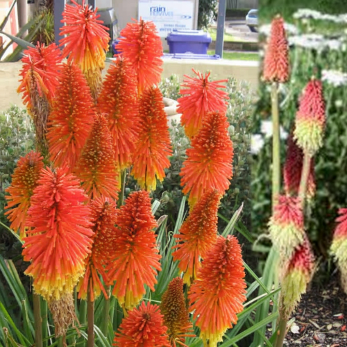trytoma-groniasta-express-kniphofia-uvaria-czerwono-zolte-kwiaty-egzotyczna-bylina-sadzonka-sadzonki-zielona-para-zielonapara
