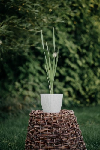 trytoma-groniasta-express-kniphofia-uvaria-czerwono-zolte-kwiaty-egzotyczna-bylina-sadzonka-sadzonki-zielona-para-zielonapara