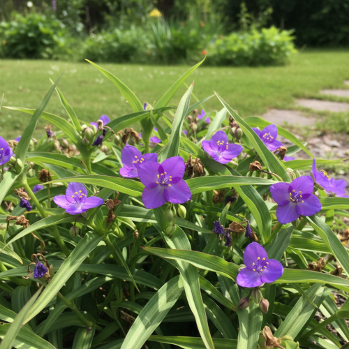 trzykrotka-wirginijska-eva-tradescantia-andersoniana-fioletowe-kwiaty-dekoracyjna-bylina-sadzonka-sadzonki-zielona-para-zielonapara