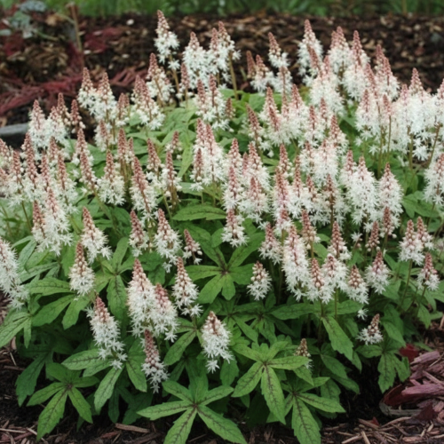 tiarella-spring-symphony-tiarella-cordifolia-piekne-liscie-delikatne-kwiaty-bylina-cien-sadzonka-sadzonki-zielona-para-zielonapara