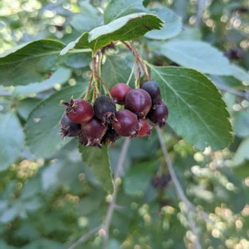 swidosliwa-kanadyjska-amelanchier-canadensis-biale-kwiaty-jadalne-owoce-krzew-ozdobny-sadzonka-sadzonki-zielona-para-zielonapara