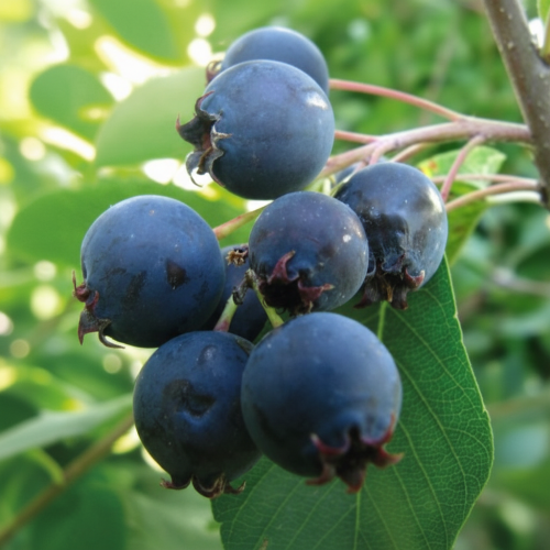 swidosliwa-kanadyjska-amelanchier-canadensis-biale-kwiaty-jadalne-owoce-krzew-ozdobny-sadzonka-sadzonki-zielona-para-zielonapara