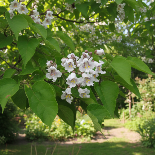 surmia-zwyczajna-catalpa-bignonioides-duze-liscie-ozdobne-drzewo-biale-kwiaty-sadzonka-sadzonki-zielona-para-zielonapara