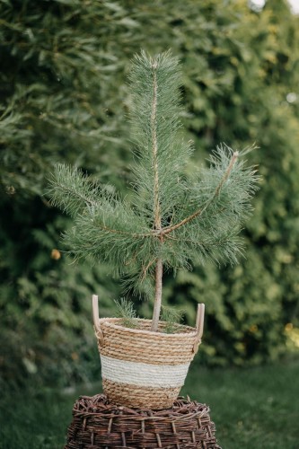 sosna-pospolita-Pinus-sylvestris-zielonapara-zielona-para-sadzonka-0363.jpg