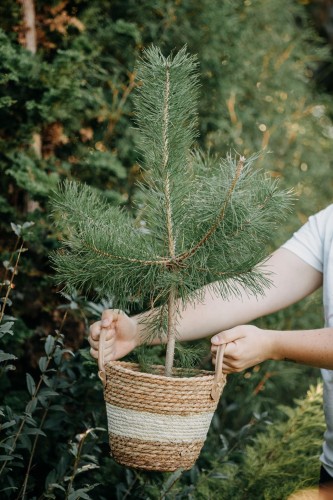 sosna-zolta-pinus-ponderosa-zlotozielone-igly-szybkorosnaca-drzewo-sadzonka-sadzonki-zielona-para-zielonapara