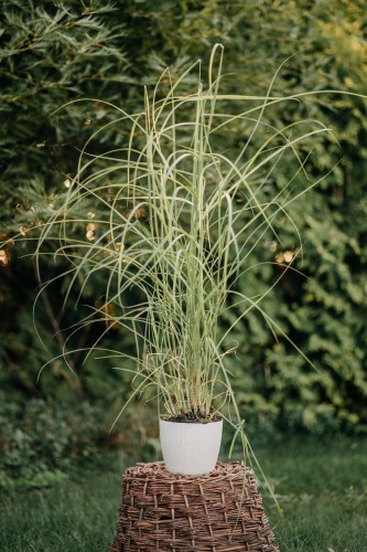 spartyna-grzebieniasta-aureovariegata-spartina-pectinata-pstre-liscie-wysoka-trawa-ozdobna-sadzonka-sadzonki-zielona-para-zielonapara