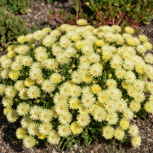 slonecznica-sundella-lime-sanvitalia-procumbens-zoltozielone-kwiaty-roslina-okrywowa-balkonowa-sadzonka-sadzonki-zielona-para-zielonapara