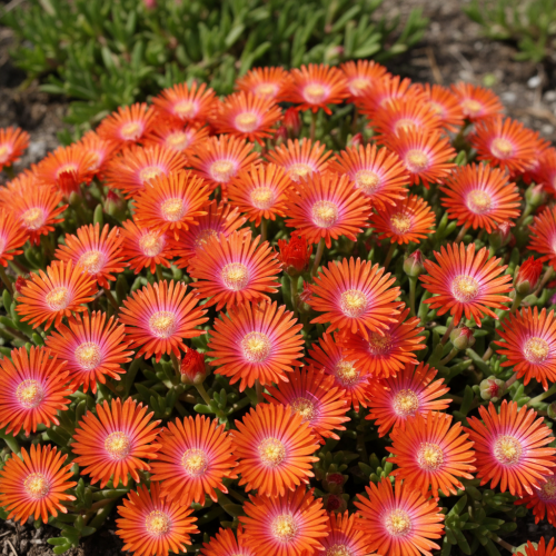 slonecznica-delosperma-cooperi-zielonapara-sadzonka-duza-zdrowa-rozowe-kwiaty.jpg