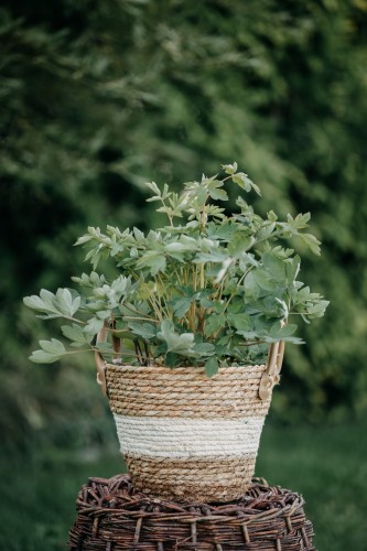 serduszka-okazała-Dicentra-spectabilis-zielonapara-zielona-para-sadzonka-0306.jpg
