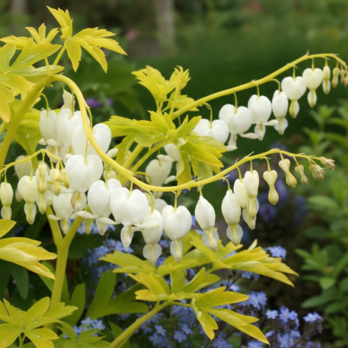 serduszka-okazała-Dicentra-spectabilis-zielonapara-zielona-para-sadzonka-0306.jpg