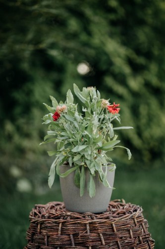 rudbekia-smileyz-chocolate-rudbeckia-hirta-brazowe-kwiaty-czarne-oczko-bylina-na-rabatki-sadzonka-sadzonki-zielona-para-zielonapara