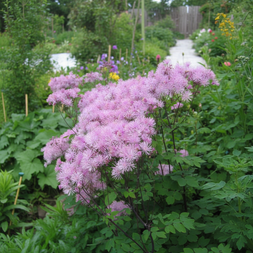 rutewka-orlikolistna-thalictrum-aquilifolium-pierzaste-liscie-fioletowe-kwiaty-bylina-na-cien-sadzonka-sadzonki-zielona-para-zielonapara