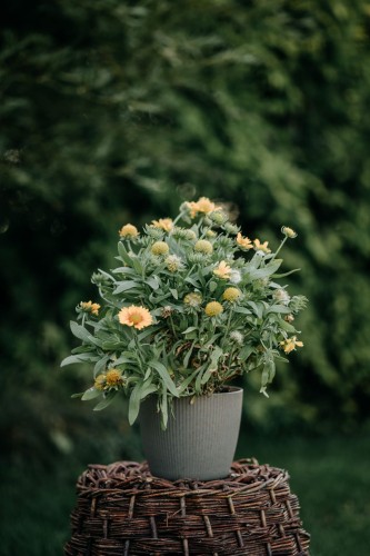 rudbekia-flamenco-bright-orange-rudbeckia-hirta-pomaranczowe-kwiaty-bylina-na-rabatki-sadzonka-sadzonki-zielona-para-zielonapara