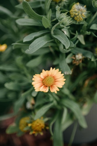 rudbekia-flamenco-bright-orange-rudbeckia-hirta-pomaranczowe-kwiaty-bylina-na-rabatki-sadzonka-sadzonki-zielona-para-zielonapara