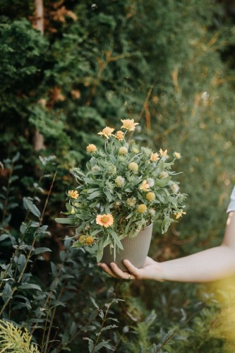 rudbekia-flamenco-bright-orange-rudbeckia-hirta-pomaranczowe-kwiaty-bylina-na-rabatki-sadzonka-sadzonki-zielona-para-zielonapara