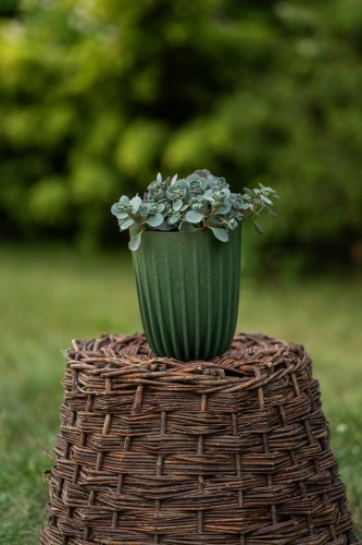 rozchodnik-sinolistny-sedum-hybridum-sine-liscie-zolte-kwiaty-bylina-okrywowa-sadzonka-sadzonki-zielona-para-zielonapara
