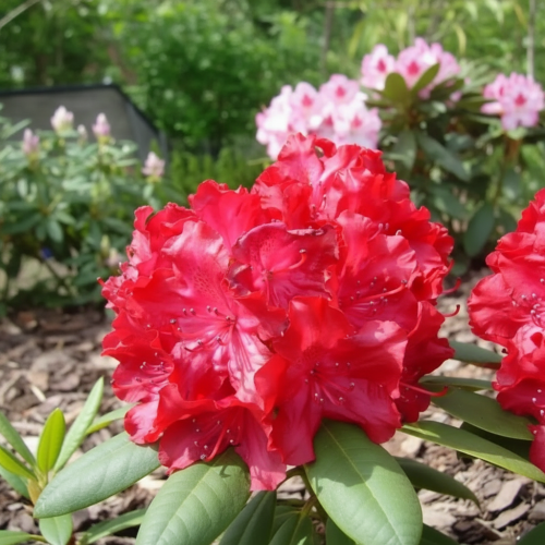 Różanecznik Scarlet Wonder  (Rhododendron)