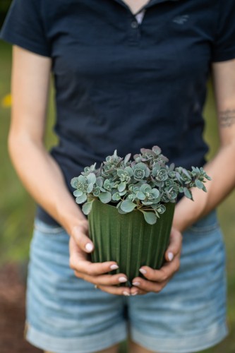 rozchodnik-tricolor-sedum-spurium-pstre-liscie-rozowe-kwiaty-bylina-okrywowa-sadzonka-sadzonki-zielona-para-zielonapara