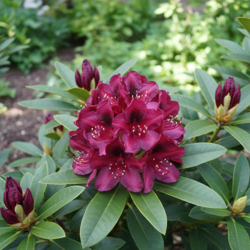 Różanecznik Kali (Rhododendron)
