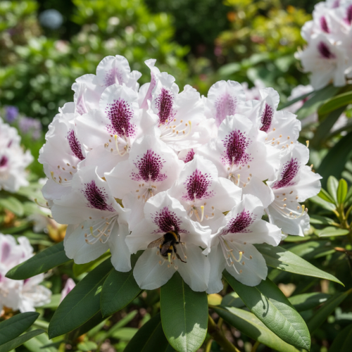 różanecznik-Rhododendron-zielonapara-zielona-para-sadzonka-0665.jpg