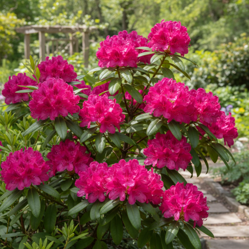różanecznik-Rhododendron-zielonapara-zielona-para-sadzonka-0665.jpg
