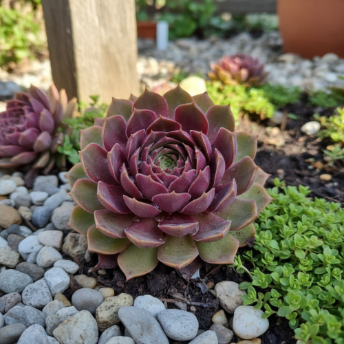 rojnik-tesoro-sempervivum-tesoro-czerwone-rozety-sukulenta-roslina-na-skalki-sadzonka-sadzonki-zielona-para-zielonapara