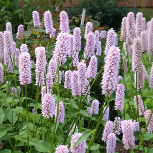 Rdest wężownik Superbum