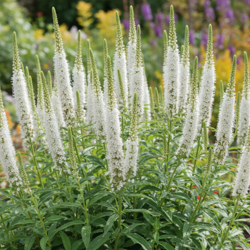 Przetacznik Snow Candles 