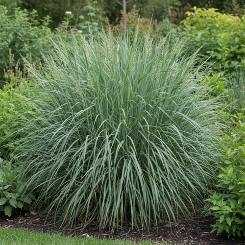 proso-dewey-blue-panicum-virgatum-niebieskoszare-liscie-wysoka-trawa-ozdobna-sadzonka-sadzonki-zielona-para-zielonapara