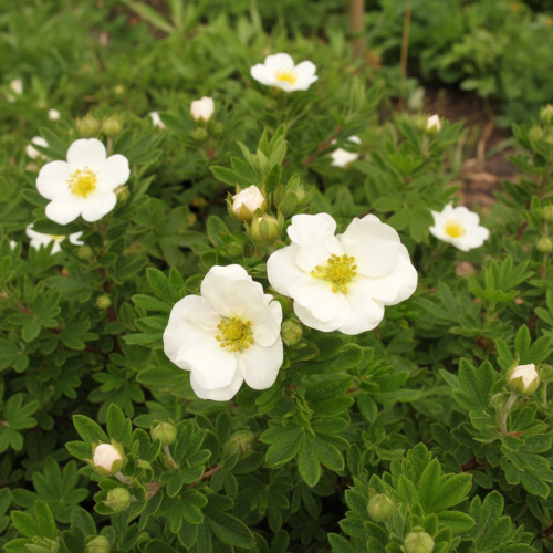 pieciornik-krzewiasty-snowbird-potentilla-fruticosa-biale-kwiaty-zwarty-pokroj-krzew-ozdobny-sadzonka-sadzonki-zielona-para-zielonapara