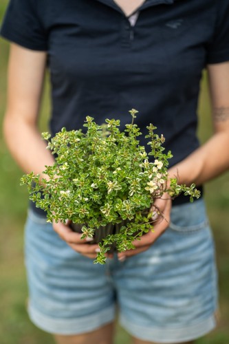 oregano-miniaturowe-compactum-origanum-vulgare-compactum-zageszczony-pokroj-aromatyczna-bylina-zioło-sadzonka-sadzonki-zielona-para-zielonapara