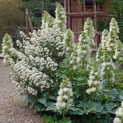 ostrogowiec-czerwony-albus-galega-officinalis-albus-biale-kwiaty-miododajna-bylina-lecznicza-sadzonka-sadzonki-zielona-para-zielonapara