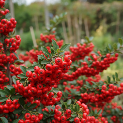 ognik-red-cushion-pyracantha-coccinea-czerwone-owoce-zimozielony-krzew-ozdobny-sadzonka-sadzonki-zielona-para-zielonapara