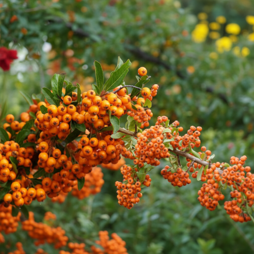 ognik-teto-pyracantha-coccinea-czerwone-owoce-geste-okolice-zimozielony-krzew-ozdobny-sadzonka-sadzonki-zielona-para-zielonapara