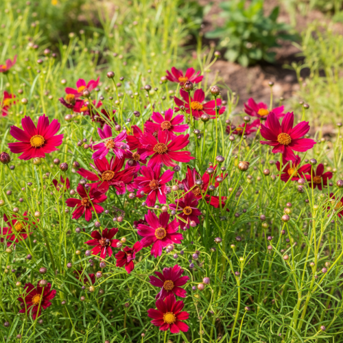 nachylek-okolkowy-bloomsation-dragon-coreopsis-verticillata-dwukolorowe-kwiaty-zoltoczerwone-bylina-na-rabatki-sadzonka-sadzonki-zielona-para-zielonapara