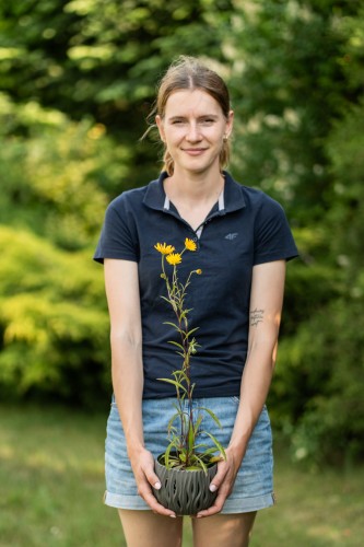 nachylek-zolty-coreopsis-grandiflora-zielonapara-sadzonka-duza-zdrowa-zolte-kwiaty-3.jpg