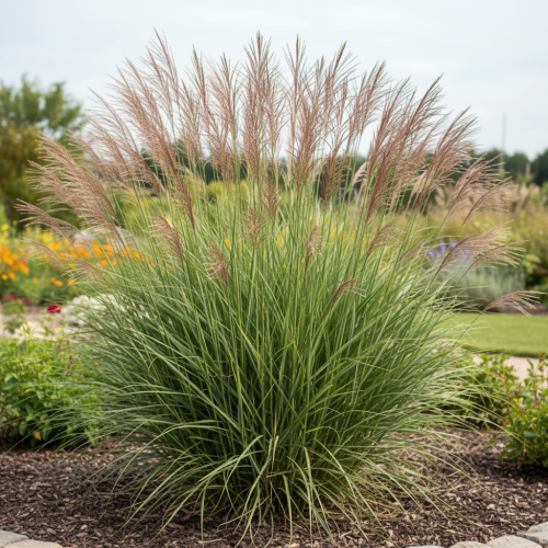 miskant-sioux-miscanthus-sinensis-czerwone-kwiatostany-wyprostowany-pokroj-ozdobna-trawa-sadzonka-sadzonki-zielona-para-zielonapara