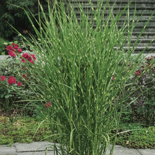 miskant-chinski-strictus-miscanthus-sinensis-poprzeczne-pasy-wyraziste-liscie-wysoka-trawa-ozdobna-sadzonka-sadzonki-zielona-para-zielonapara