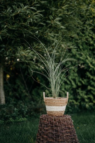 miskant-chinski-versammlung-miscanthus-sinensis-srebrzyste-kwiatostany-wyprostowany-pokroj-wysoka-trawa-ozdobna-sadzonka-sadzonki-zielona-para-zielonapara