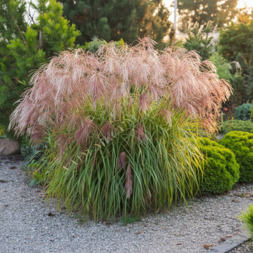 miskant-chinski-noah-miscanthus-sinensis-pstre-liscie-dekoracyjna-trawa-kompaktowa-sadzonka-sadzonki-zielona-para-zielonapara