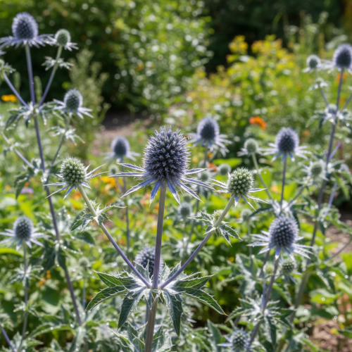 mikolajek-plaskolistny-eryngium-planum-niebieskie-kwiaty-ozdobne-lisciaste-pedy-bylina-miododajna-sadzonka-sadzonki-zielona-para-zielonapara