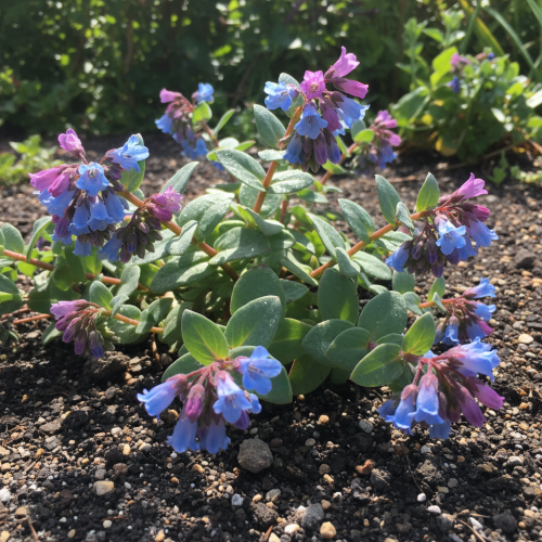 martensja-nadmorska-mertensia-maritima-srebrzystoniebieskie-liscie-niebieskie-kwiaty-sukulenta-bylina-sadzonka-sadzonki-zielona-para-zielonapara